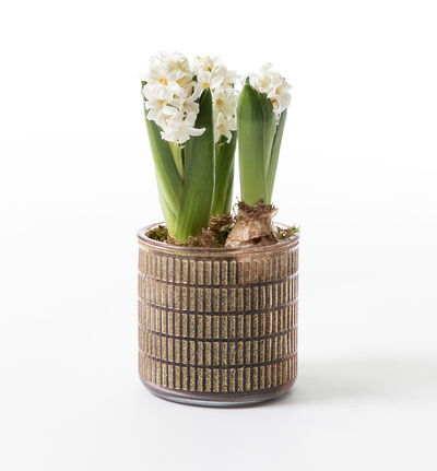 Svibel i glasspotte Elegant Eve Svibel i glasspotte Elegant Eve